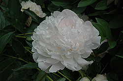 Cornelia Shaylor Peony (Paeonia 'Cornelia Shaylor') at Lakeshore Garden Centres