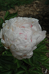 Milton Hill Peony (Paeonia 'Milton Hill') at Lakeshore Garden Centres