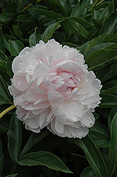 Lucy E. Hollis Peony (Paeonia 'Lucy E. Hollis') at Lakeshore Garden Centres