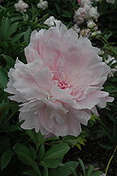 Madame Emile Galle Peony (Paeonia 'Madame Emile Galle') at Lakeshore Garden Centres