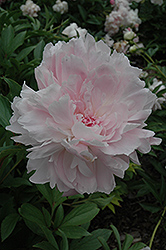 Madame Emile Galle Peony (Paeonia 'Madame Emile Galle') at The Mustard Seed