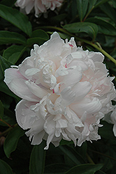 Marguerite Gaudichau Peony (Paeonia 'Marguerite Gaudichau') at Lakeshore Garden Centres