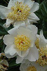 Polar Star Peony (Paeonia 'Polar Star') at Lakeshore Garden Centres