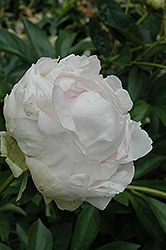 Loveliness Peony (Paeonia 'Loveliness') at Lakeshore Garden Centres