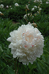 Chestine Gowdy Peony (Paeonia 'Chestine Gowdy') at Lakeshore Garden Centres