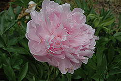 Phoebe Cary Peony (Paeonia 'Phoebe Cary') at Lakeshore Garden Centres