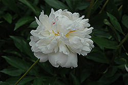 Mrs. C.S. Minot Peony (Paeonia 'Mrs. C.S. Minot') at Lakeshore Garden Centres