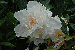 Margueite Gerard Peony (Paeonia 'Marguerite Gerard') at Lakeshore Garden Centres
