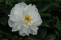President Wilson Peony (Paeonia 'President Wilson') at Lakeshore Garden Centres