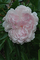 La France Peony (Paeonia 'La France') at Lakeshore Garden Centres