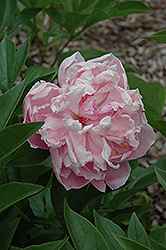 Splendida Peony (Paeonia 'Splendida') at Lakeshore Garden Centres