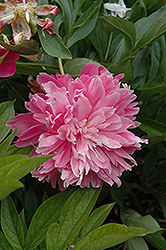 Faribault Peony (Paeonia 'Faribault') at Lakeshore Garden Centres