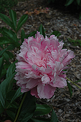 Livingstone Peony (Paeonia 'Livingstone') at Lakeshore Garden Centres