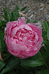 H.A. Hagen Peony (Paeonia 'H.A. Hagen') at Lakeshore Garden Centres