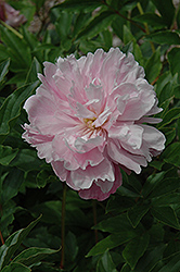 Duke of Devonshire Peony (Paeonia 'Duke of Devonshire') at Lakeshore Garden Centres