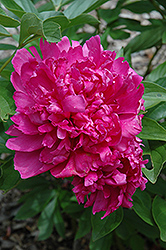David Harum Peony (Paeonia 'David Harum') at Lakeshore Garden Centres