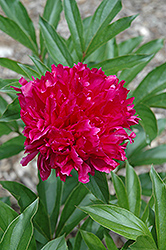 Gloire de Touraine Peony (Paeonia 'Gloire de Touraine') at Lakeshore Garden Centres