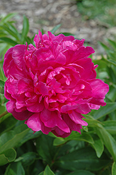 Rubra Superba Peony (Paeonia 'Rubra Superba') at Lakeshore Garden Centres