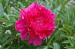 Winnikenni Peony (Paeonia 'Winnikenni') at Lakeshore Garden Centres