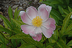 Mischief Peony (Paeonia 'Mischief') at Lakeshore Garden Centres