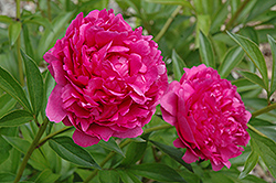 Constant Devred Peony (Paeonia 'Constant Devred') at Lakeshore Garden Centres