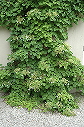 Climbing Hydrangea (Hydrangea anomala 'var. petiolaris') at Green Thumb Garden Centre