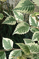 Splish Splash River Birch (Betula nigra 'Splish Splash') at Lakeshore Garden Centres
