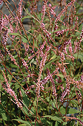 Pink Elephant Fleeceflower (Persicaria amplexicaulis 'Pink Elephant') at Lakeshore Garden Centres