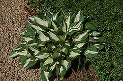 Loyalist Hosta (Hosta 'Loyalist') at A Very Successful Garden Center