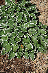 Fair Maiden Hosta (Hosta 'Fair Maiden') at Lakeshore Garden Centres