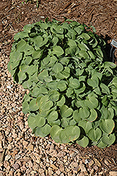 Baby Bunting Hosta (Hosta 'Baby Bunting') at Lakeshore Garden Centres