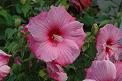 Sweet Caroline Hibiscus (Hibiscus moscheutos 'Sweet Caroline') at Lakeshore Garden Centres