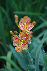 Freckle Face Candy Lily (Pardancanda 'Freckle Face') at Lakeshore Garden Centres