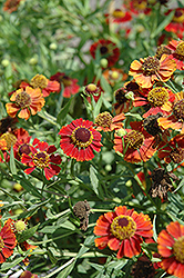 Rubinzwerg Sneezeweed (Helenium 'Rubinzwerg') at Lakeshore Garden Centres