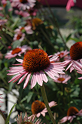 Hope Coneflower (Echinacea 'Hope') at Lakeshore Garden Centres