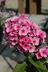 Babyface Garden Phlox (Phlox x arendsii 'Babyface') at Lakeshore Garden Centres