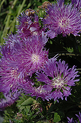 Elf Aster (Stokesia laevis 'Elf') at Lakeshore Garden Centres