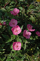 Growing Magenta Dwarf Sundrops (Oenothera 'Glowing Magenta') at Lakeshore Garden Centres