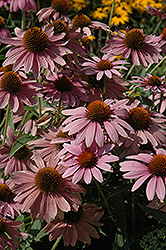 Elton Knight Coneflower (Echinacea purpurea 'Elton Knight') at Lakeshore Garden Centres