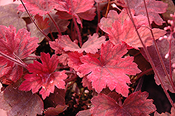 Sweet Tea Foamy Bells (Heucherella 'Sweet Tea') at Peter Knippel Garden Centre