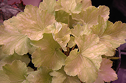 Tara Coral Bells (Heuchera 'Tara') at Lakeshore Garden Centres