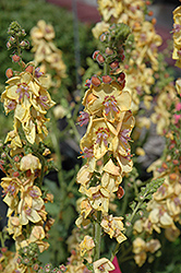 Clementine Mullein (Verbascum 'Clementine') at Lakeshore Garden Centres