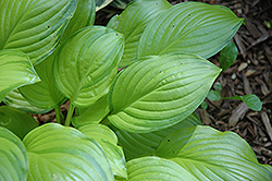 Hoosier Harmony Hosta (Hosta 'Hoosier Harmony') at Lakeshore Garden Centres