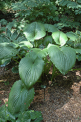 Niagara Falls Hosta (Hosta 'Niagara Falls') at Lakeshore Garden Centres