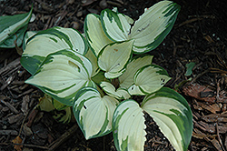 Warwick Delight Hosta (Hosta 'Warwick Delight') at Lakeshore Garden Centres