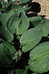 Black Hills Hosta (Hosta 'Black Hills') at Lakeshore Garden Centres