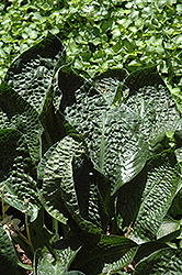 Deep Blue Sea Hosta (Hosta 'Deep Blue Sea') at Lakeshore Garden Centres