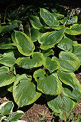Sum Of All Hosta (Hosta 'Sum Of All') at Lakeshore Garden Centres