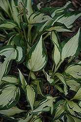 Surprised By Joy Hosta (Hosta 'Surprised By Joy') at Lakeshore Garden Centres