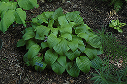 Little Black Scapes Hosta (Hosta 'Little Black Scapes') at Lakeshore Garden Centres